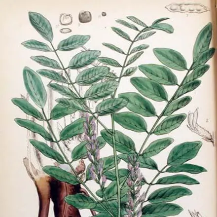 Licorice root