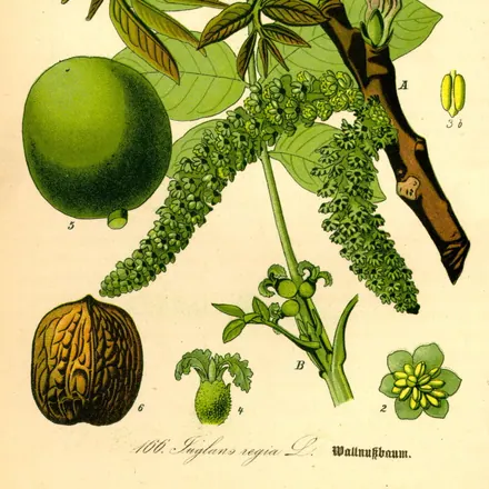 Walnut leaf
